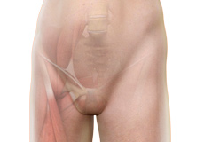 Hip Groin Disorders